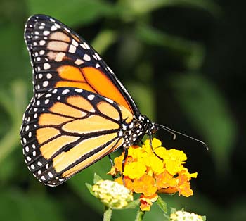 monarch-butterfly-on-flower_img